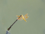 金色蜻蜓