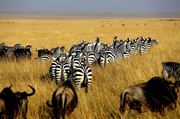 2013非洲动物大迁徙
