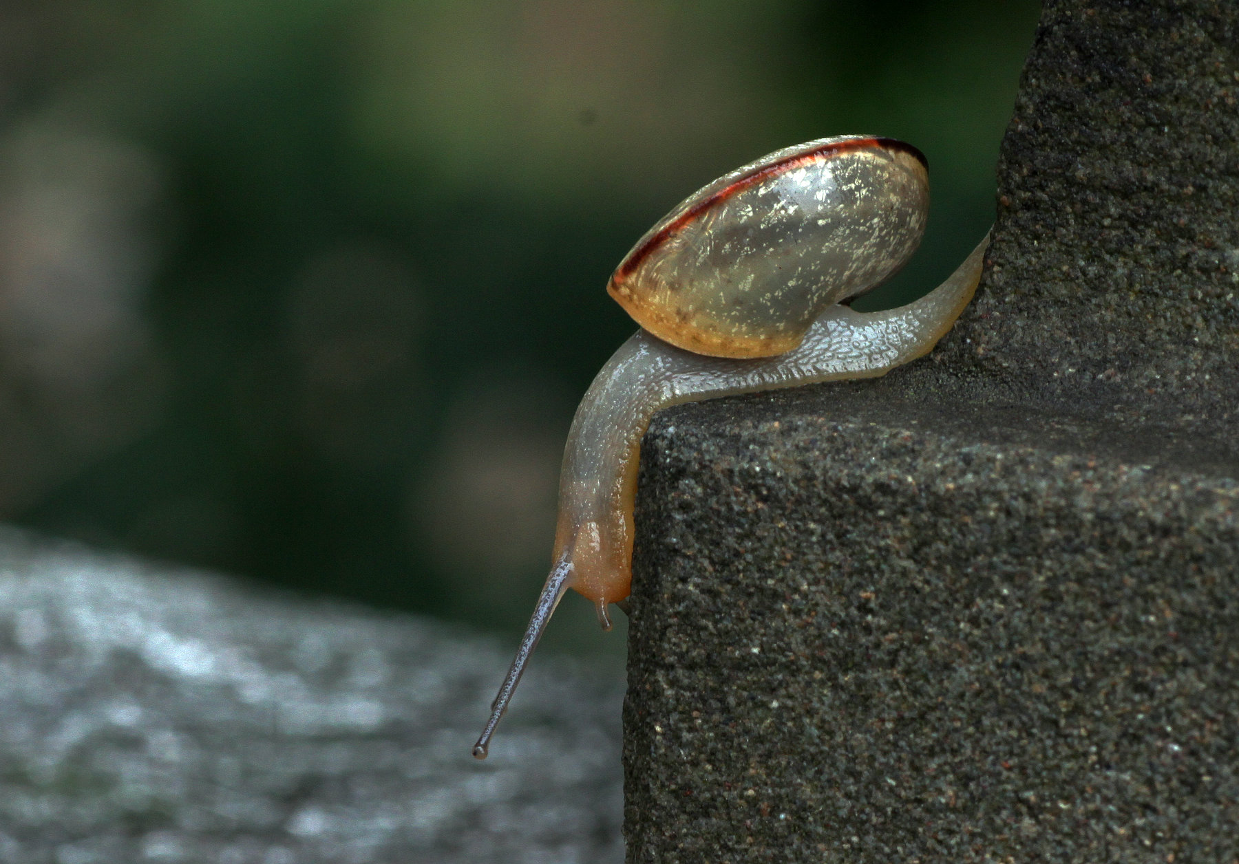 世界上最小的蜗牛图片