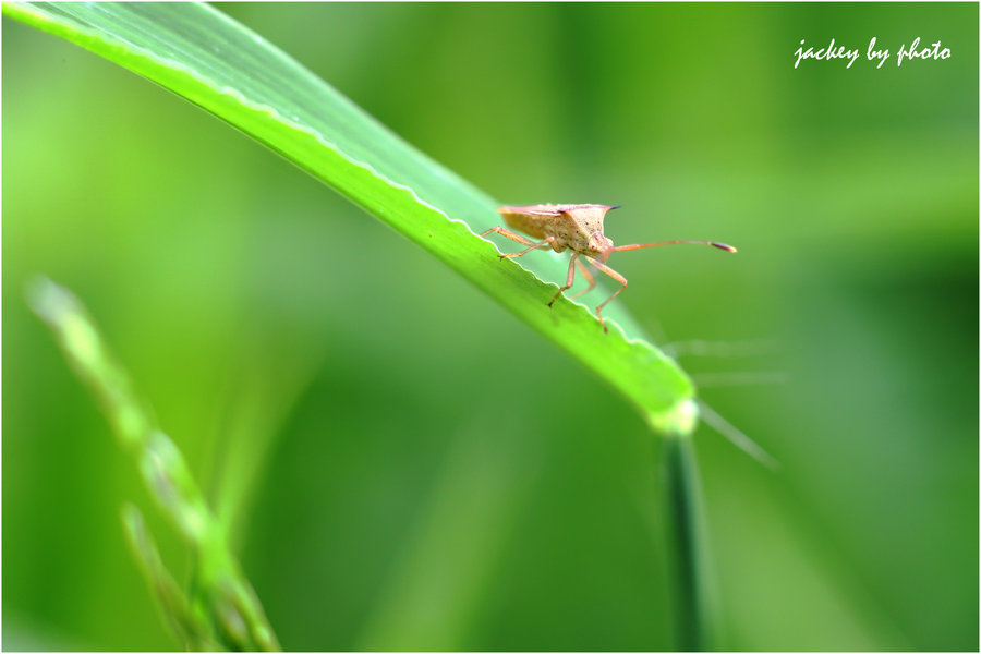 CANON-5DӲ˾F1.4-85mmֶͷ