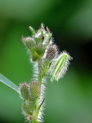 逆光小植物