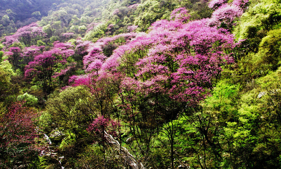 太平峪森林公园紫荆花图片