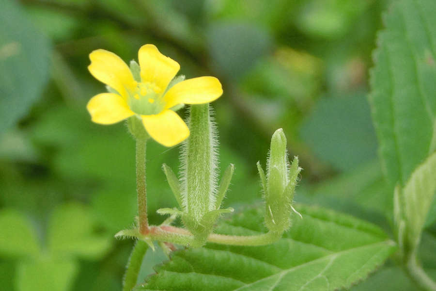 ɫС