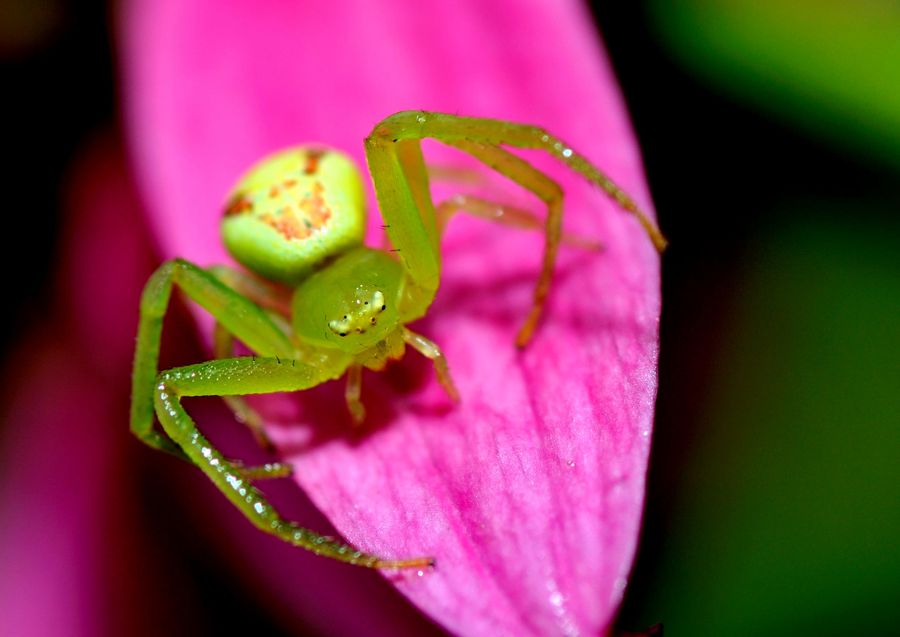 冲绳绿蟹蛛图片