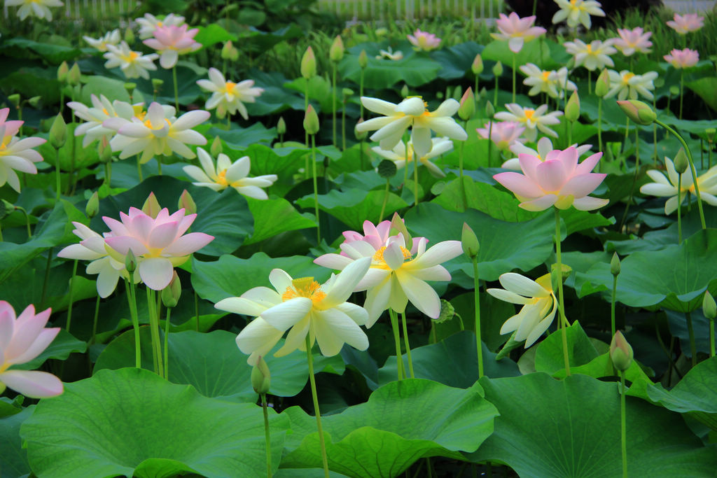 【山東海陽河清島水生植物園的美麗荷花攝影圖片】山東海陽風光攝影