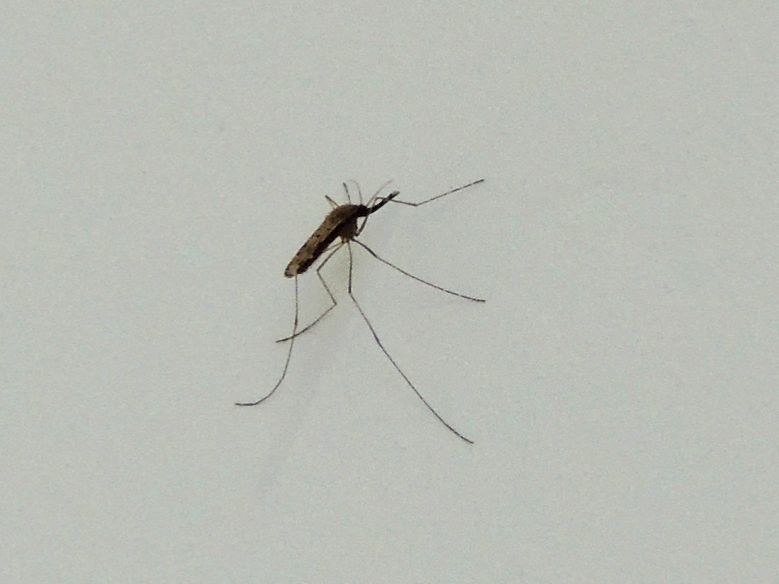 蚊子的图片放大图图片