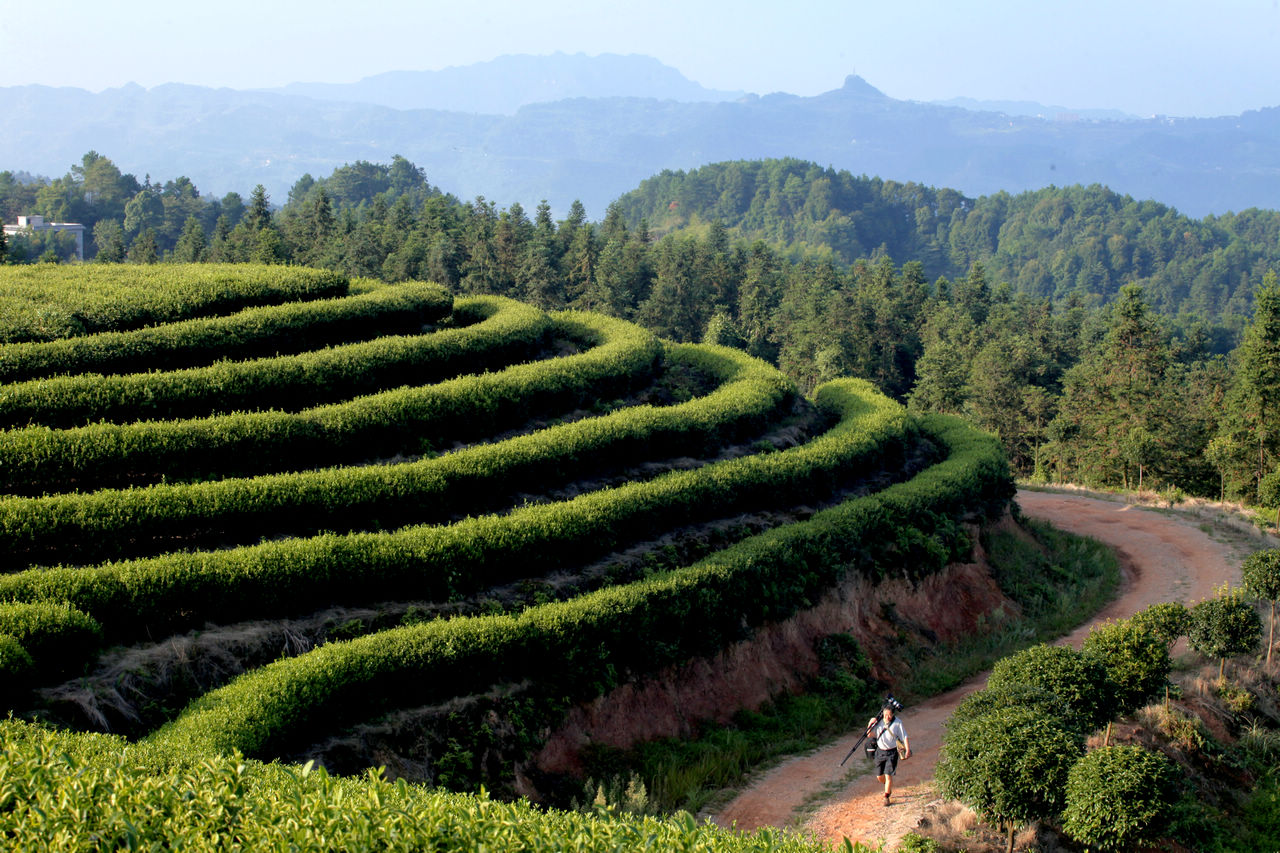 重庆巴南石岭茶园