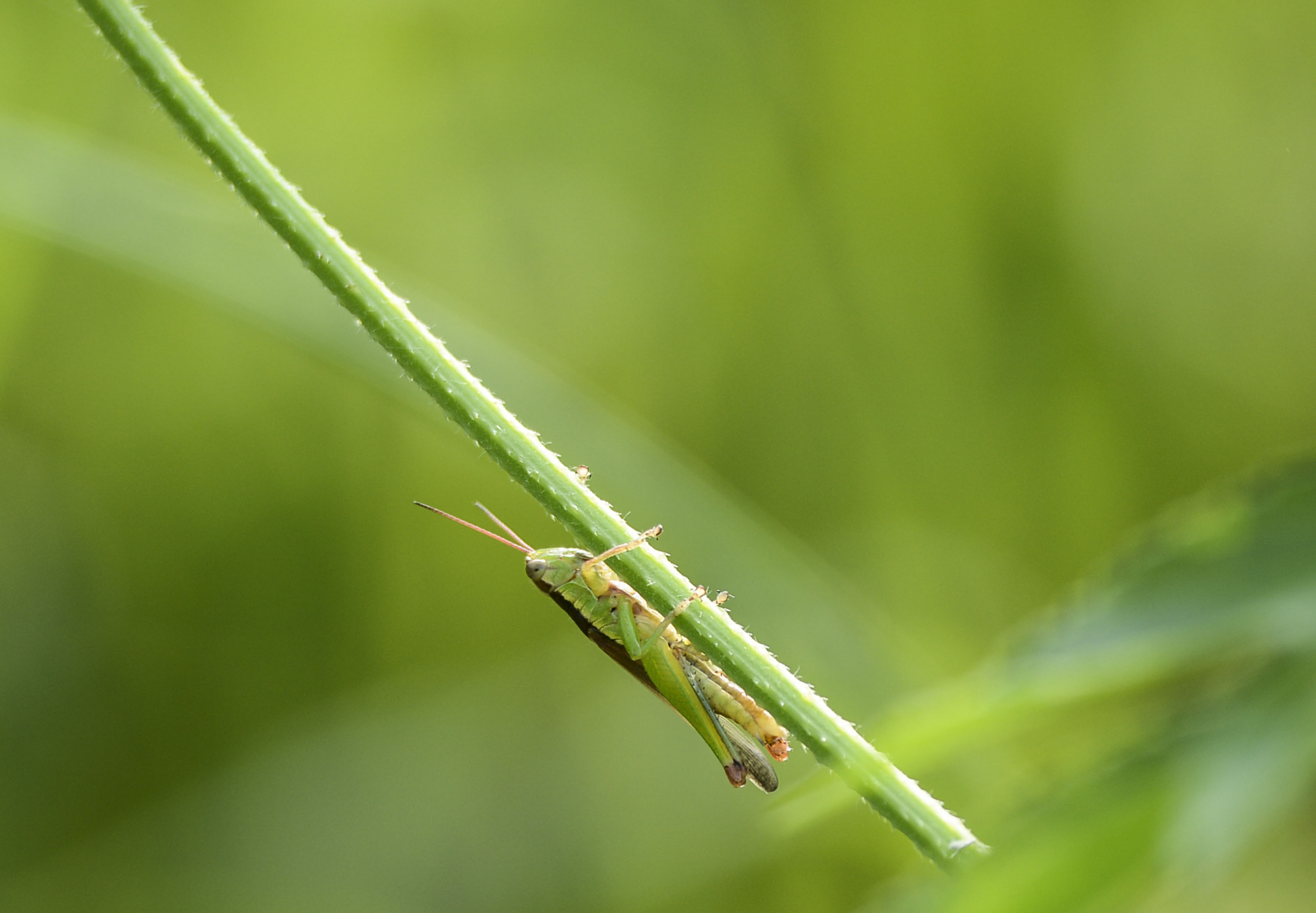 小昆虫一组