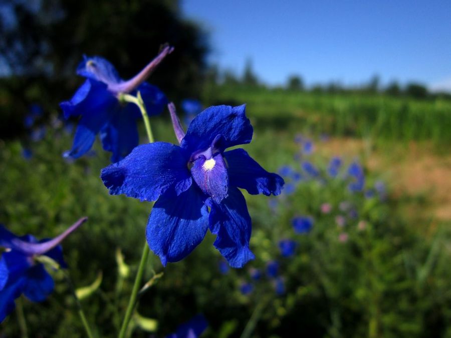 ݣDelphinium grandiflorum