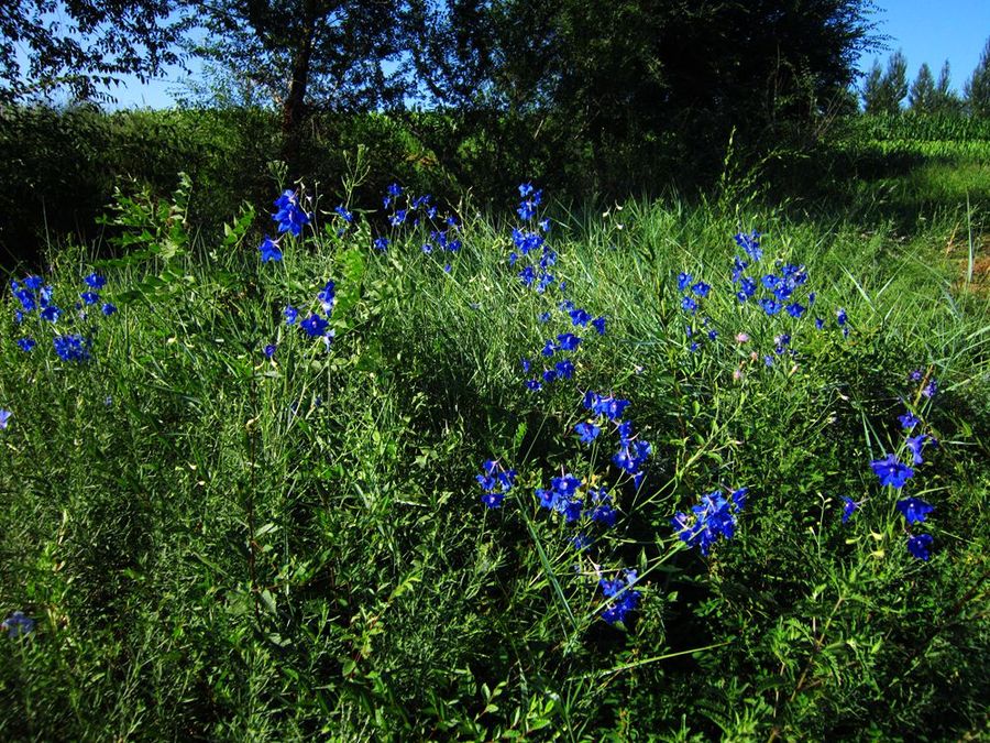 ݣDelphinium grandiflorum