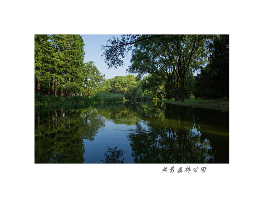 【绿宝石摄影图片】上海共青森林公园生活摄影