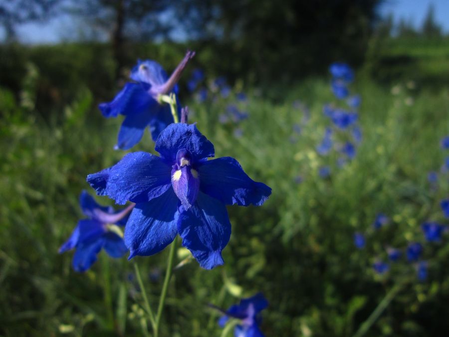 ݣDelphinium grandiflorum