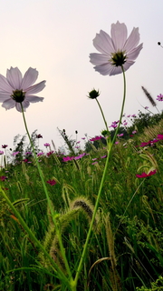 格桑花