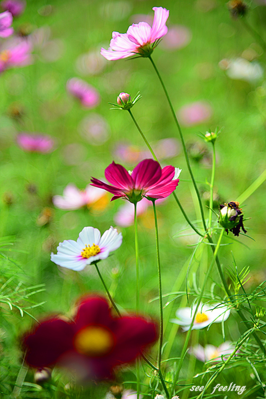 幸福格桑花