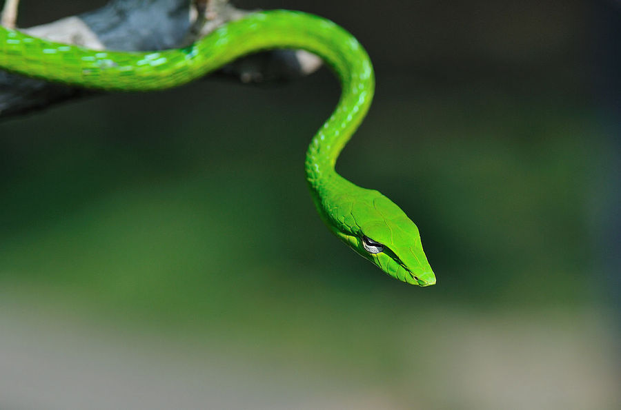 迷一样的眼·绿瘦蛇
