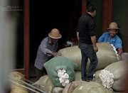 棉农的丰收