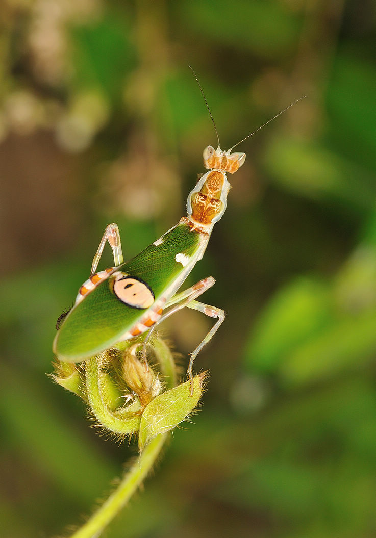 斑小刀螳螂图片