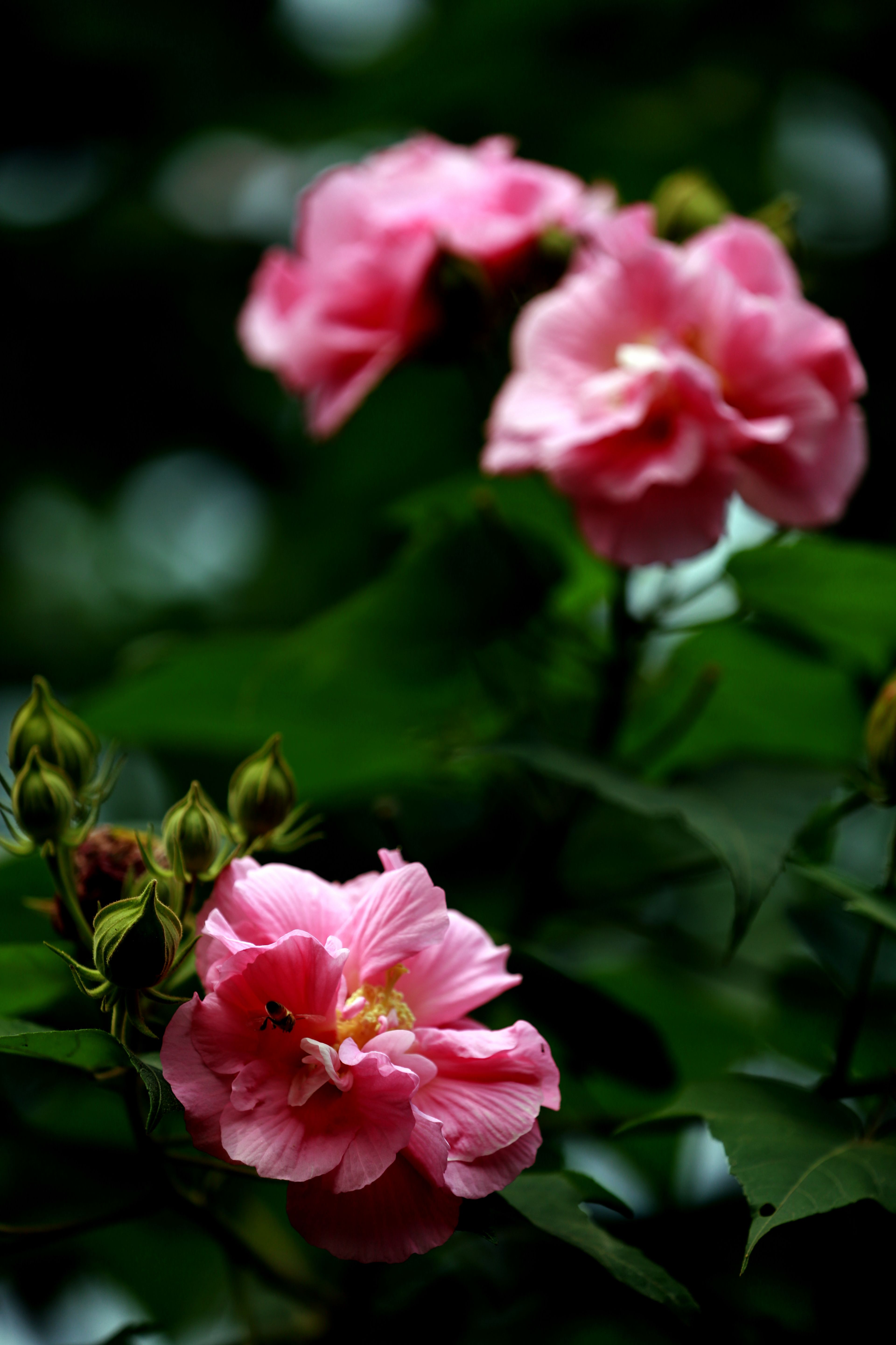 水畔芙蓉