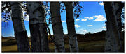 2013坝上采风之旅--蓝天下的白桦林