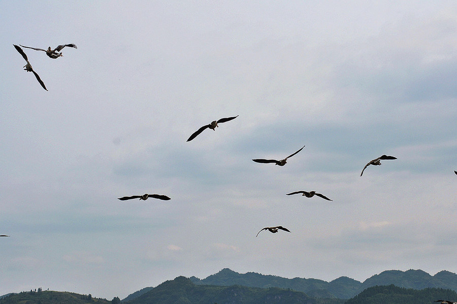 空中飛雁