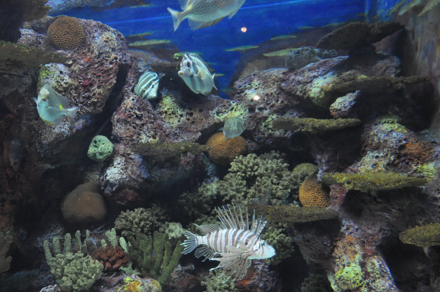 【海洋水族館攝影圖片】上海海洋水族館國內攝影_太平洋電腦網攝影