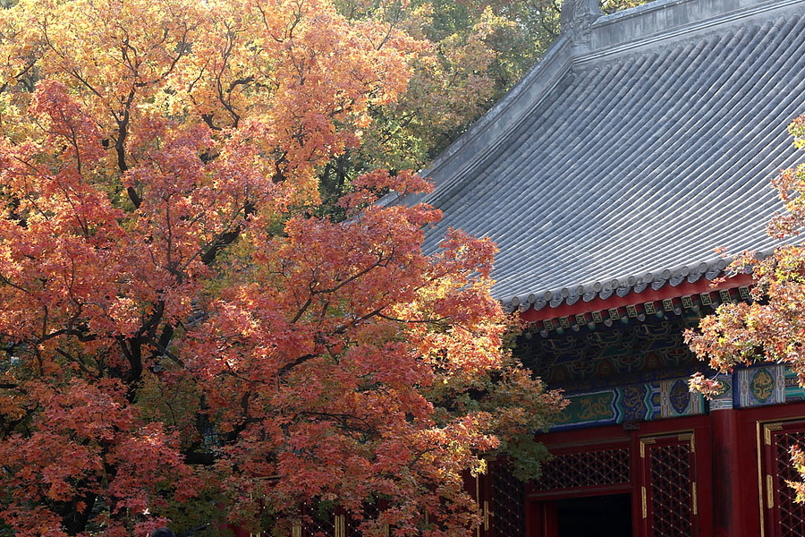 北京香山公園 (共 21 p)