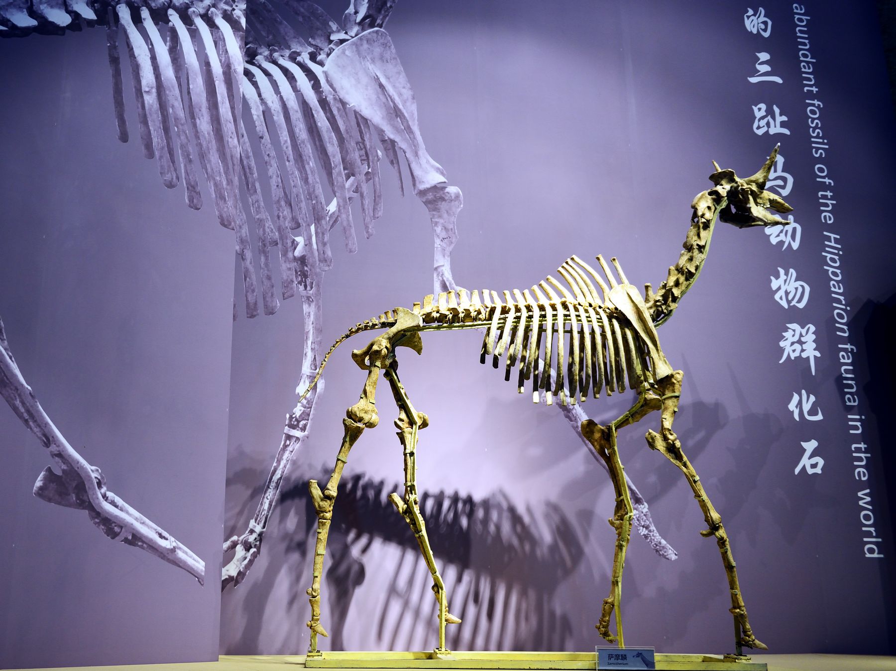 和政古动物化石博物馆 - 每日环球展览 - iMuseum