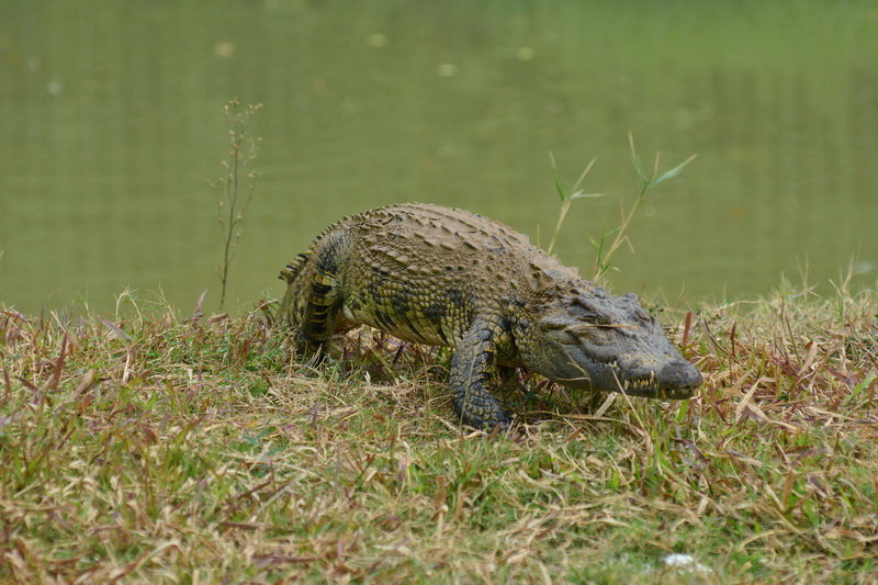 ݸҰ԰