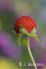 野花78-蛇莓