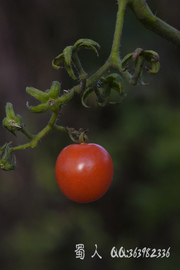 野花79-樱桃番茄