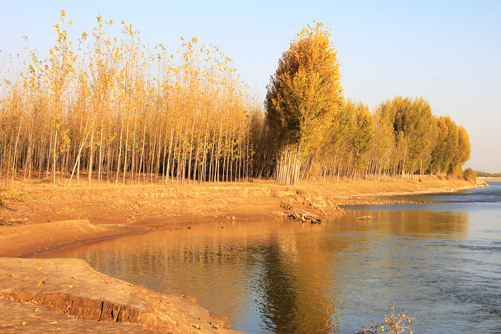 长垣黄河滩湿地公园图片