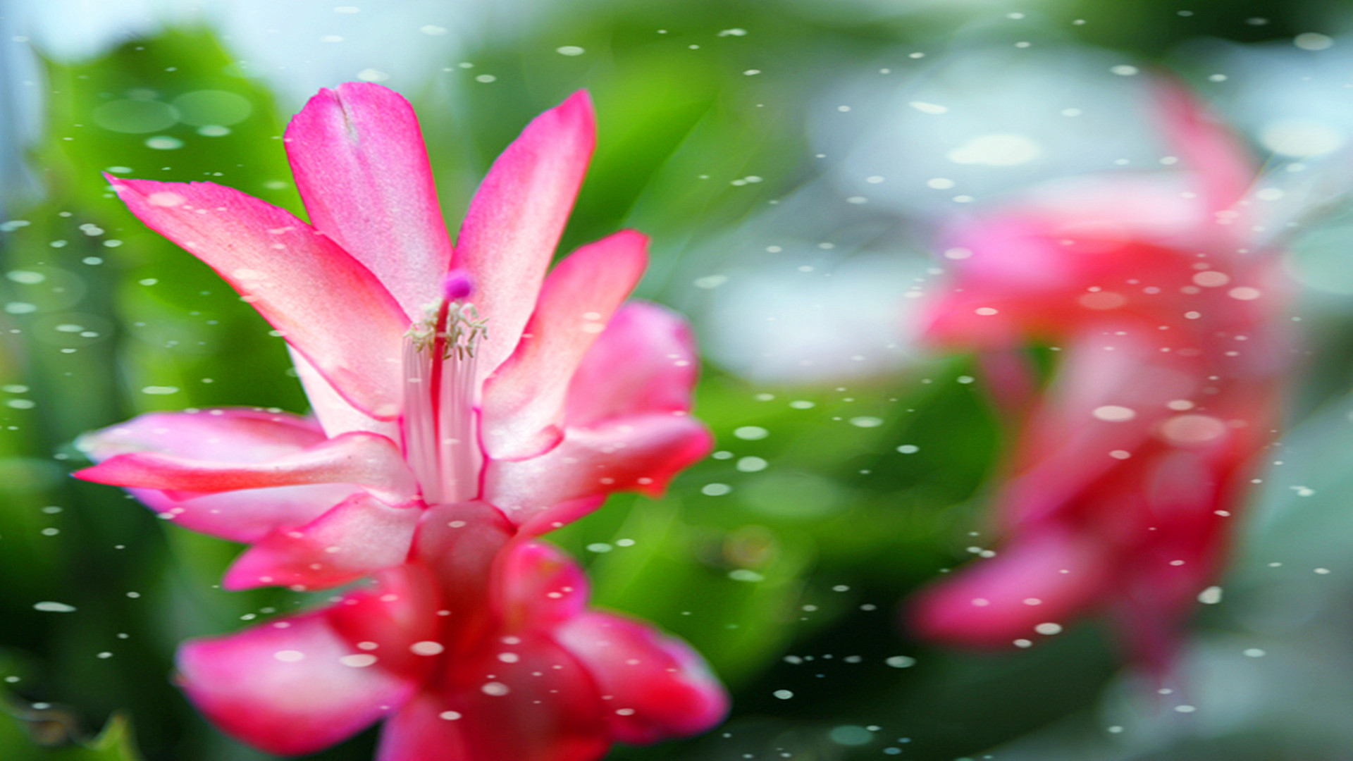 蟹爪兰的花的样子图片