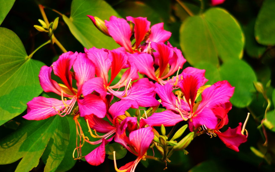 异木棉和紫荆花的图片图片