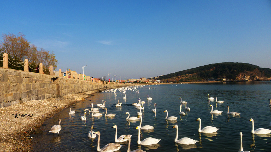 【煙墩角天鵝湖煙墩角天鵝湖攝影圖片】威海風光旅遊攝影_太平洋電腦