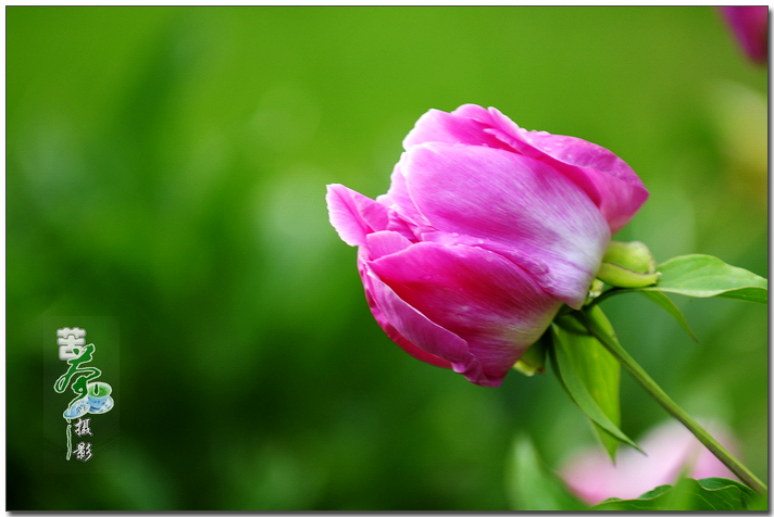 梦见芍药花发芽什么寓意（梦见芍药花发芽什么寓意呢） 梦见芍药花发芽什么寓意（梦见芍药花发芽什么寓意呢） 卜算大全