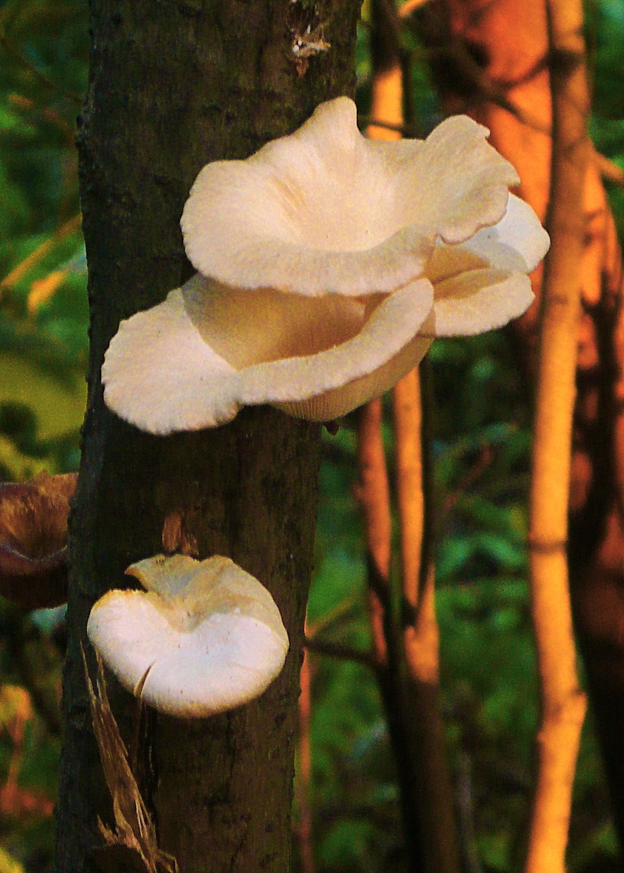 桃树上的蘑菇图片图片