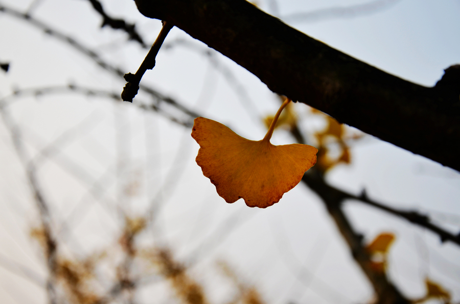 Golden gingko dream