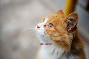 流浪猫—大黄