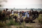 人文.印度—骆驼节
