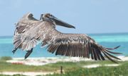鱼鹰展翅傲翔—美国干龟岛海上国家公园摄影系列之五