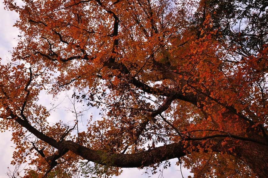 清水岗古枫林