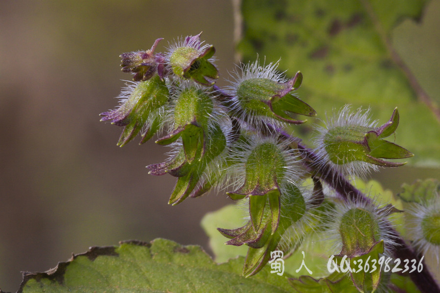 野花110-石荠苎