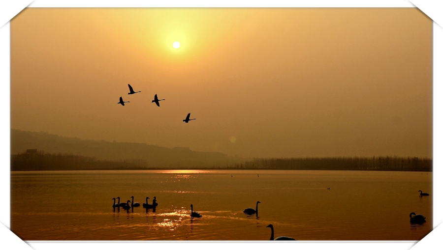 美丽的黄河湿地——运城三湾天鹅湖