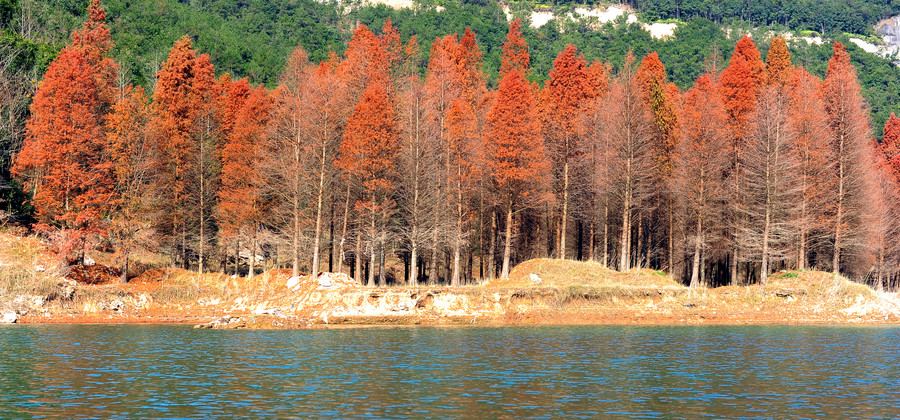 洛江红树林图片