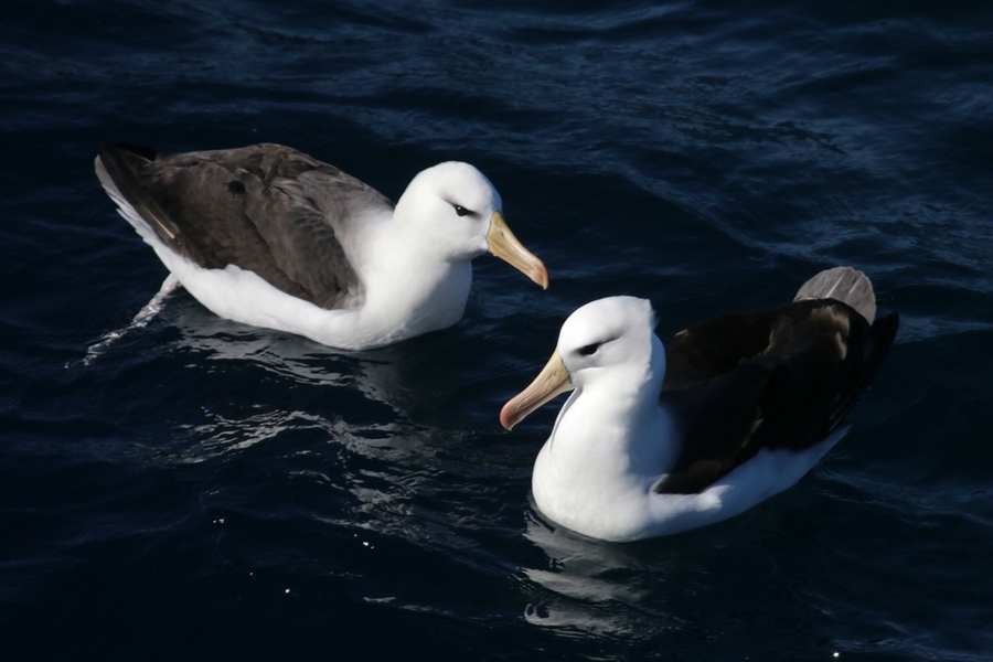 【南极之旅--德雷克海峡上的鸟摄影图片】生态