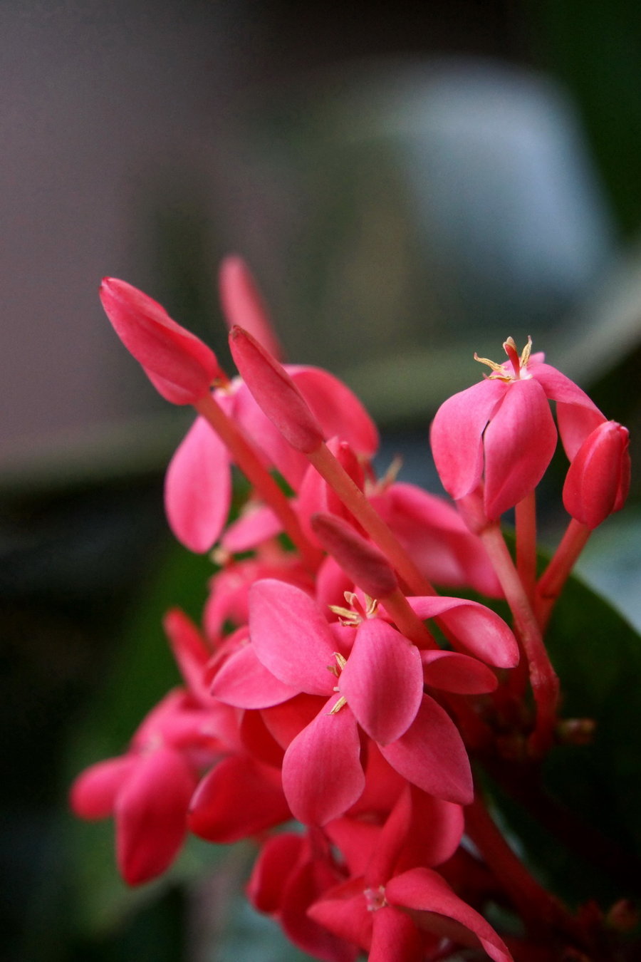 龙船花贺新年