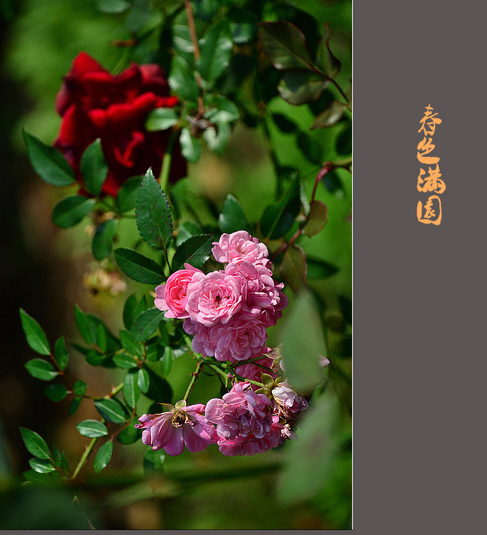 典藏2013摄影作品（花卉篇）