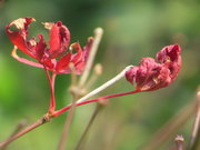 “如花”