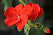红色天竺葵