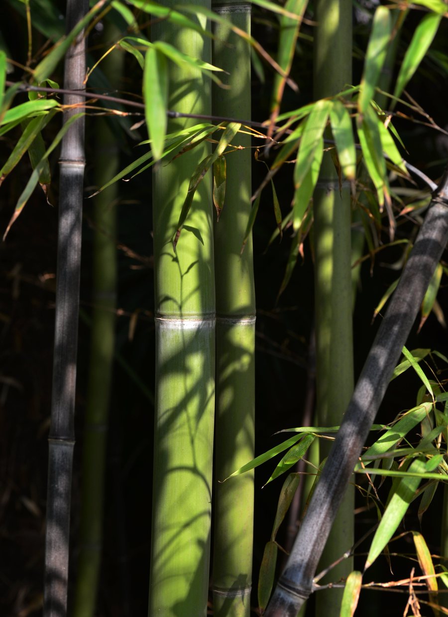 昆明山竹影像图片